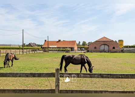 Prachtige landelijke woning met hippische accommodatie op 25.910m² te Antwerpen | België