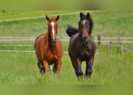 Reitanlage mit Halle und zwei Reitplätzen zu verkaufen