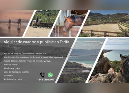 Stables and paddock for rent in Tarifa (Cádiz)