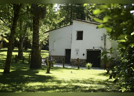 Süden Spaniens. Pferdehof und Landhaus