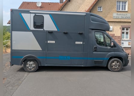 Zwei Pferdetransporter Peugeot