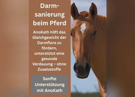  Darmsanierung beim Pferd – mit AnoKath® Liquid natürlich begleiten
