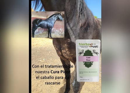 Dermatitis estival equina