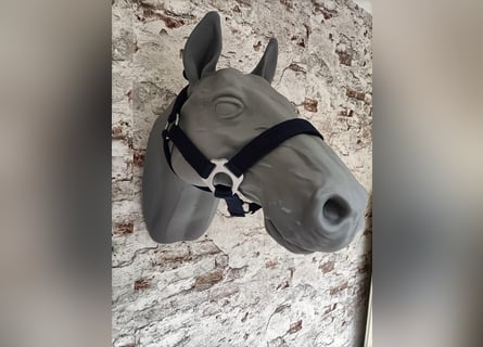 Halfter für Shetlandpony "Blau"