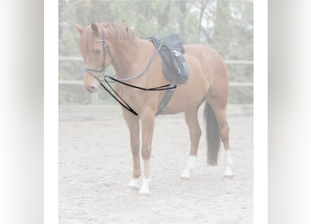 Waldhausen Star Dreieckszügel einteilig X-LINE schwarz UVP 39,95€