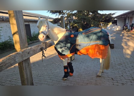 Bemer Horses Set mit Garantie 