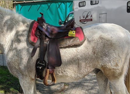 Schöner Baumloser Sattel von Deuber & Partner