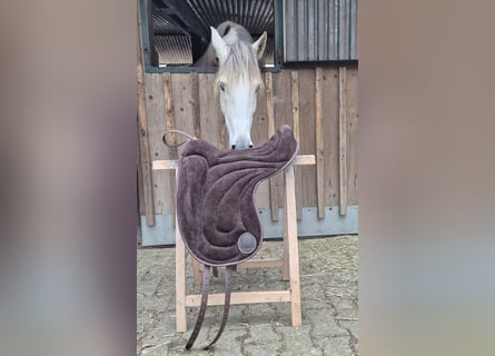 Signum Pad Dressage in Schoko, größe L zu verkaufen