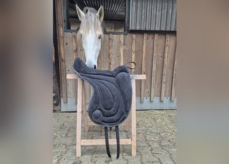 Signum Pad Dressage in Schwarz, größe L 