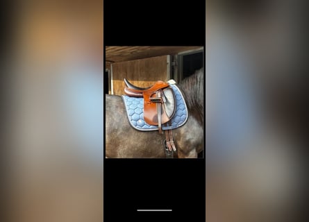 Dressursattel Leonardo Prestige 33 kw 17 Zoll braun