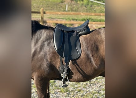 Luxus Freizeitsattel für breite Pferde — Einzelstück! — 17,5 / 18“ 43 cm KW 36, Probeversand