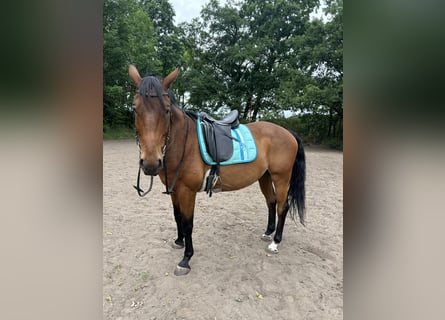 Sommer dressursattel 17,5