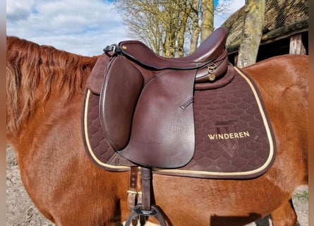 Sommer Somero Elegance DS 17.5 