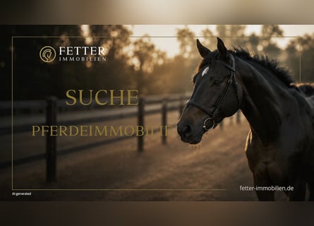 Gehobene Pferdeimmobilie mit großem Haus gesucht – Budget bis maximal 4.000.000 €