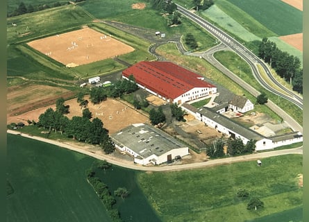 Große Reitanlage zu verkaufen - Rheinland-Pfalz - Nähe Kaiserslautern 