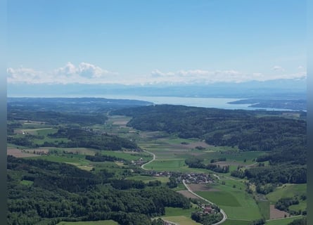Gutshofsambiete ergänzt durch moderne Reitanlage auf 20 ha nahe Bodensee V12802