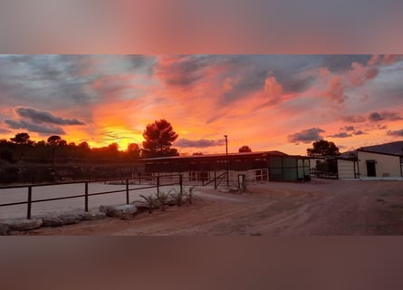 IDYLLISCHE WESTERNRANCH MIT TOURISMUS LIZENS AN DER COSTA BLANCA
