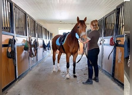 Professionelles Reitsportzentrum NRW