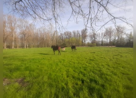 Weiland met paardenstallen op een opp. van 1,43ha - 9310 Aalst