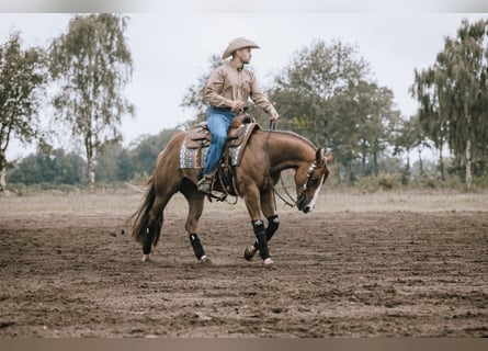Reitunterricht auf eigenem Pferd o. Schulpferden