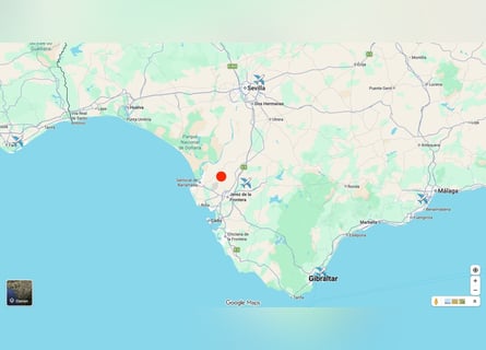 Andalusien und seine wundervollen Pferde - Jerez de la Frontera