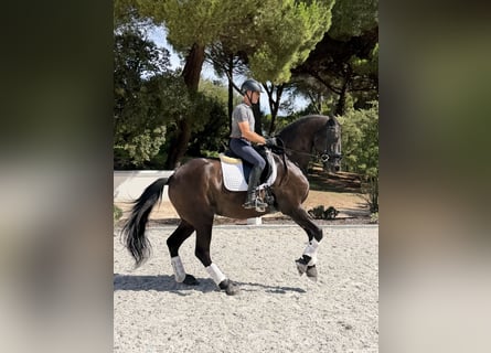 Exklusive Reitferien der Extraklasse auf  Lusitano Masterhorses