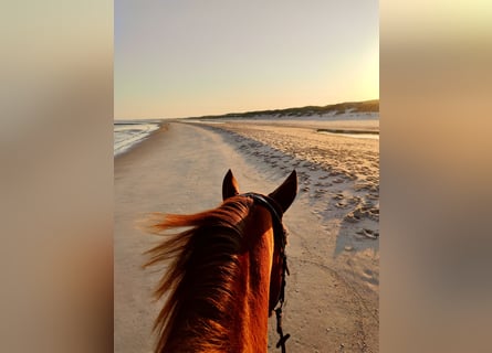 Geheimtipp für deinen Traumurlaub mit eigenem Pferd in Holland