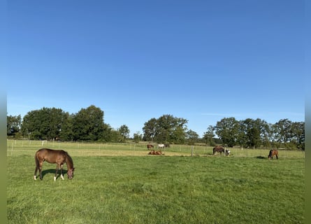 Aufzuchtplätze, für, Hengstfohlen, Stutfolen