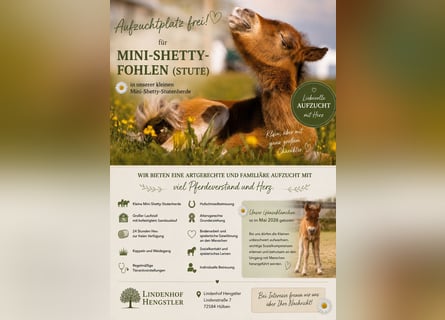 Aufzuchtplatz für Mini Shetty Stutfohlen