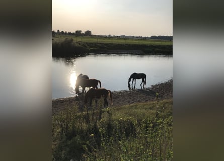 Aufzuchtsplatz für Hengstfohlen direkt am Wasser 