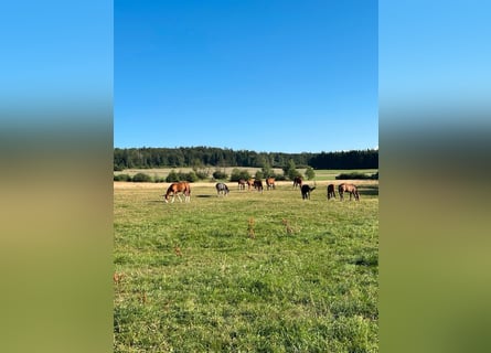 Freie Aufzuchts- & Rentnerplätze für Warmblüter 🐴