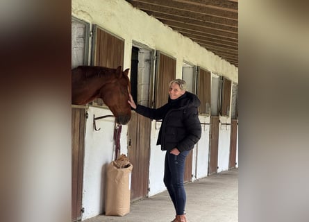 Paddockbox auf ruhiger Reitanlage