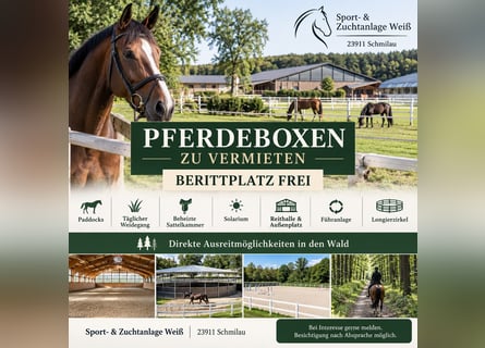 Pferdeboxen zu vermieten, Berittplatz frei in 23911 Schmilau