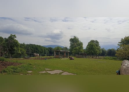3 Offenstallplätze für Freizeitpferde/Senioren