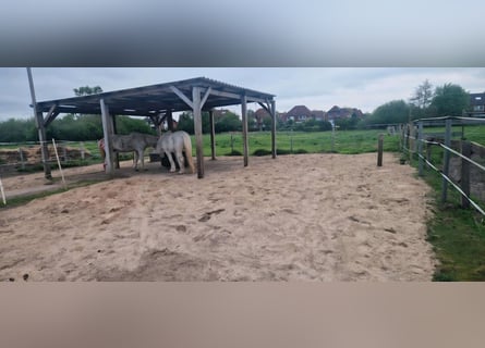 Einstellplatz im Offenstall frei Offenstallplatz rehe/allergikerfreundlich