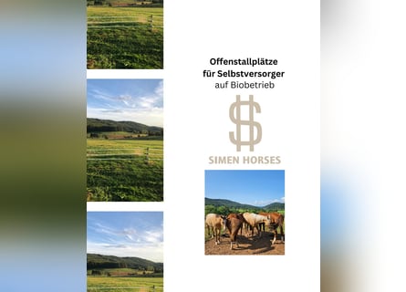 Offenstall Bio Betrieb Wallach Stute Herde Pferde Selbstversorger Steinen