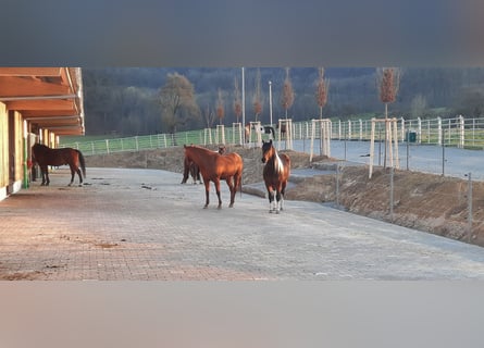 Offenstall mit direktem Weidezugang 