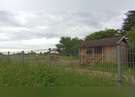 Offenstallplatz mit zusätzlicher Box
