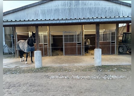 Außenbox mit überdachtem Paddock