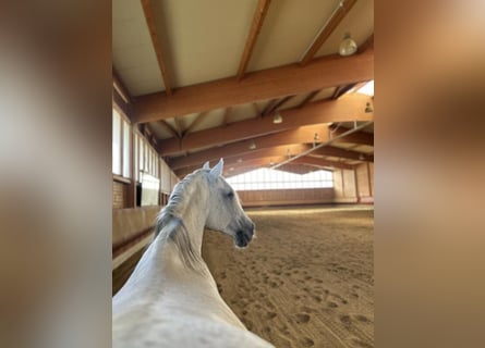 Große Paddockboxen auf moderner Reitanlage
