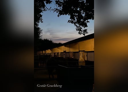 Kleiner Familiengeführter Stall hat Boxen frei 