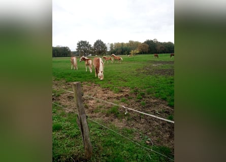 Sommerweide für Jährlinge