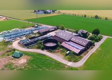 Rinderzuchtbetrieb mit Wohnhaus in Alleinlage – prädestiniert als künftige Reitanlage