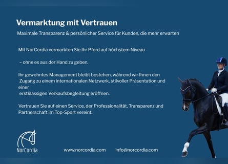Mit NorCordia vermarkten Sie Ihr Pferd auf höchstem Niveau