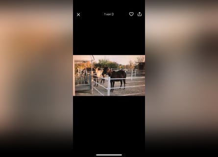 Neuen Pferdezaun zu verkaufen