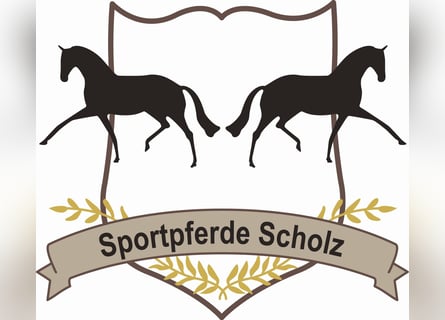 Ausbildungsplatz zum/r Pferdewirt/in - Fachrichtung Haltung & Service