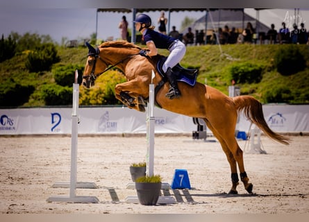 Young horses- training