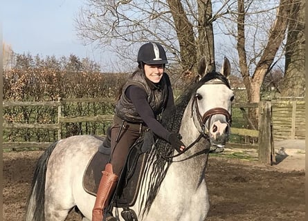 Pony training at stable: "9"
