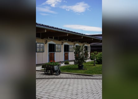 Pferdepfleger für Sport und Reha Stall gesucht 