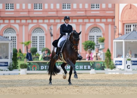 Pferdepfleger-/in (Vollzeit) gesucht